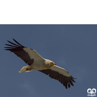 گونه کرکس مصری Egyptian Vulture